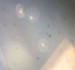Several fingerprint inclusions inside a natural sapphire