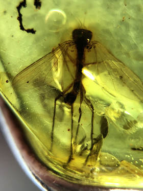This organic green amber has a trapped insect inclusion!