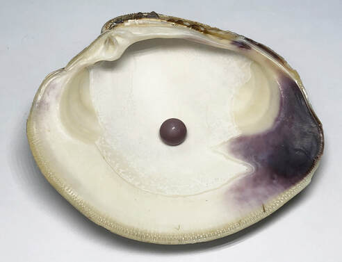 Extremely rare 4.31 carat natural purple quahog pearl nested in half of its original clam shell