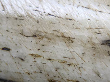 Close-up image of the graining in organic bone