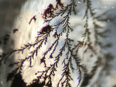Tree branch-like inclusions inside a dendritic quartz